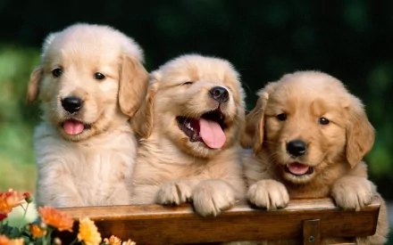HD desktop wallpaper featuring three golden retriever puppies with playful expressions, resting their paws on a wooden railing with a soft, green background.