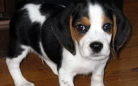 Close-up of a curious tricolor beagle puppy standing on a hardwood floor — 2K Quad HD PC desktop wallpaper/background.