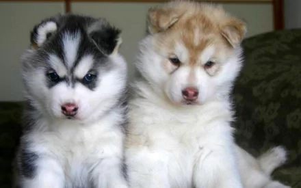 Two adorable Siberian Husky puppies sit side by side, showcasing their fluffy coats and playful expressions. This high-definition image makes a charming desktop wallpaper.