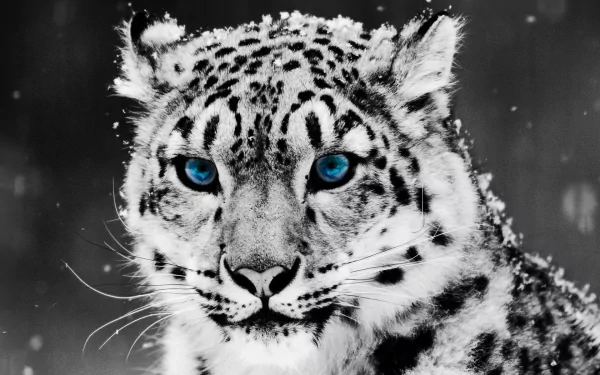 A striking snow leopard with captivating blue eyes stares intensely, surrounded by softly falling snow, creating a stunning HD desktop wallpaper featuring this majestic animal.