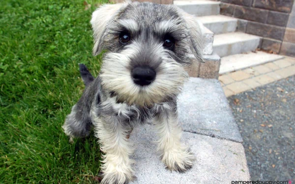 Adorable gray schnauzer puppy on grass beside stone steps — 2K Quad HD PC desktop wallpaper/background.