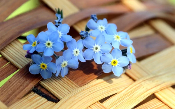 flower nature forget-me-not HD Desktop Wallpaper | Background Image