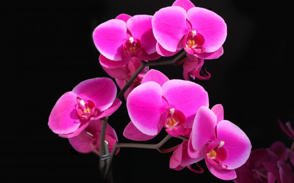 Earth Orchid Flowers Pink Flower HD Wallpaper | Background Image