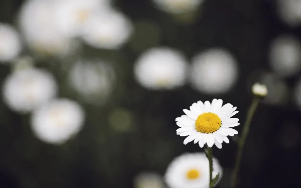 nature daisy HD Desktop Wallpaper | Background Image