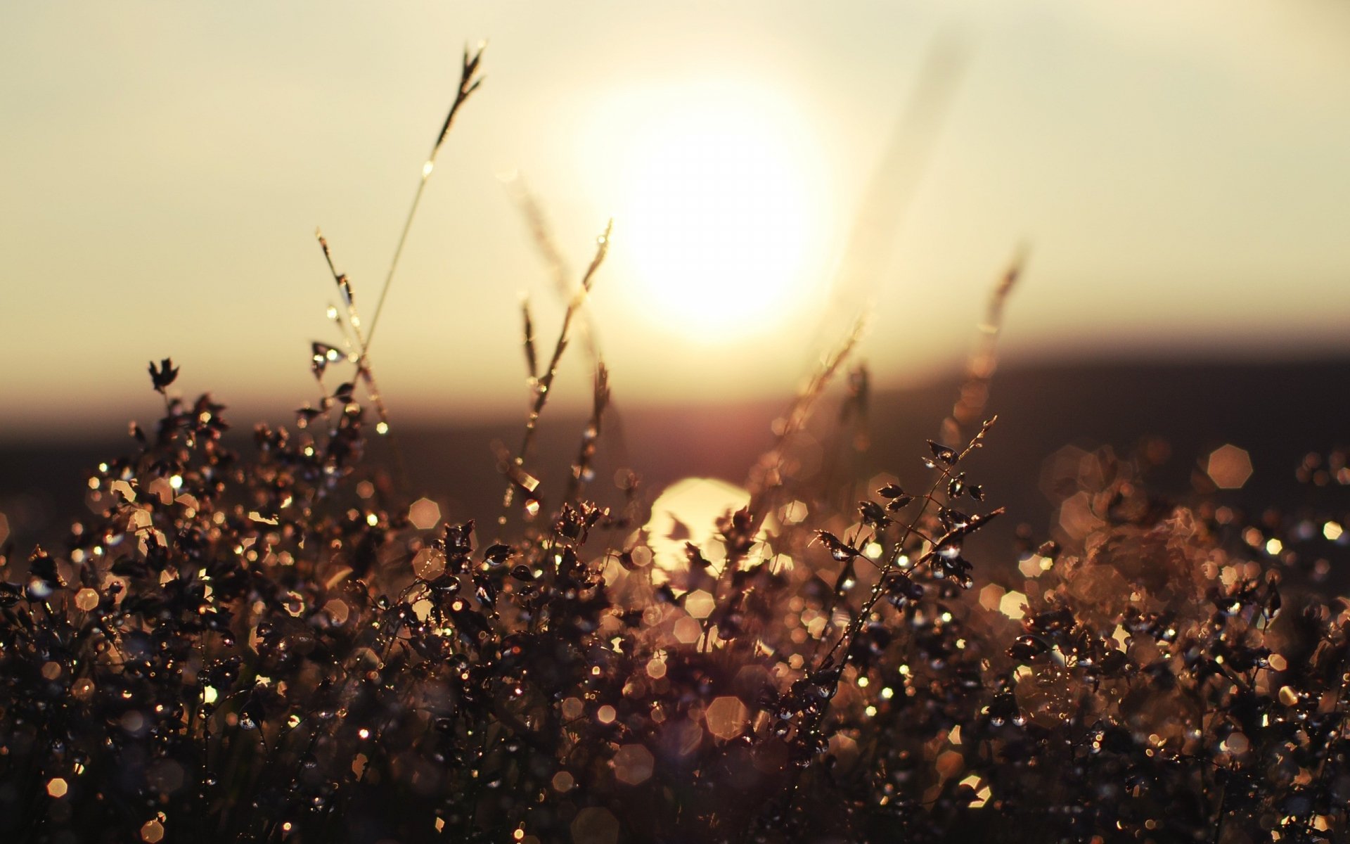Nature close-up of dew-specked grasses glowing in warm sunrise bokeh — 2K Quad HD PC desktop wallpaper and background.