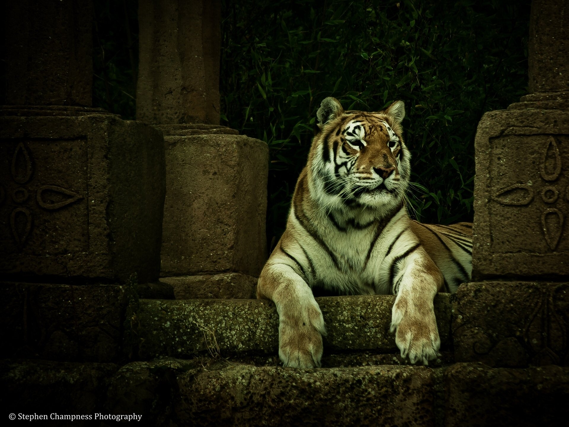HD desktop wallpaper featuring a majestic tiger resting between ancient stone pillars in a dark, lush jungle setting.