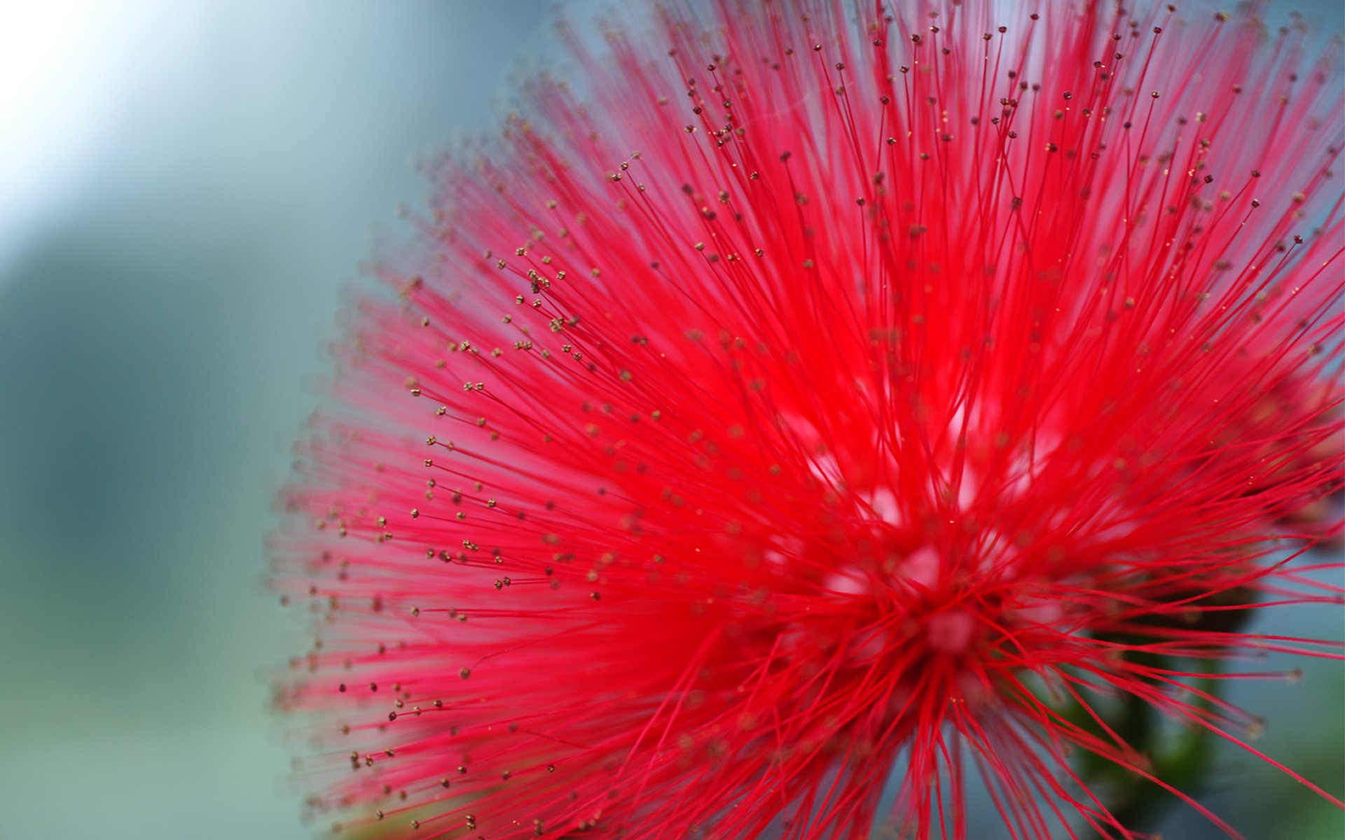 A vibrant red flower with intricate pollen details, set against a softly blurred background, creating a striking nature-inspired HD desktop wallpaper.