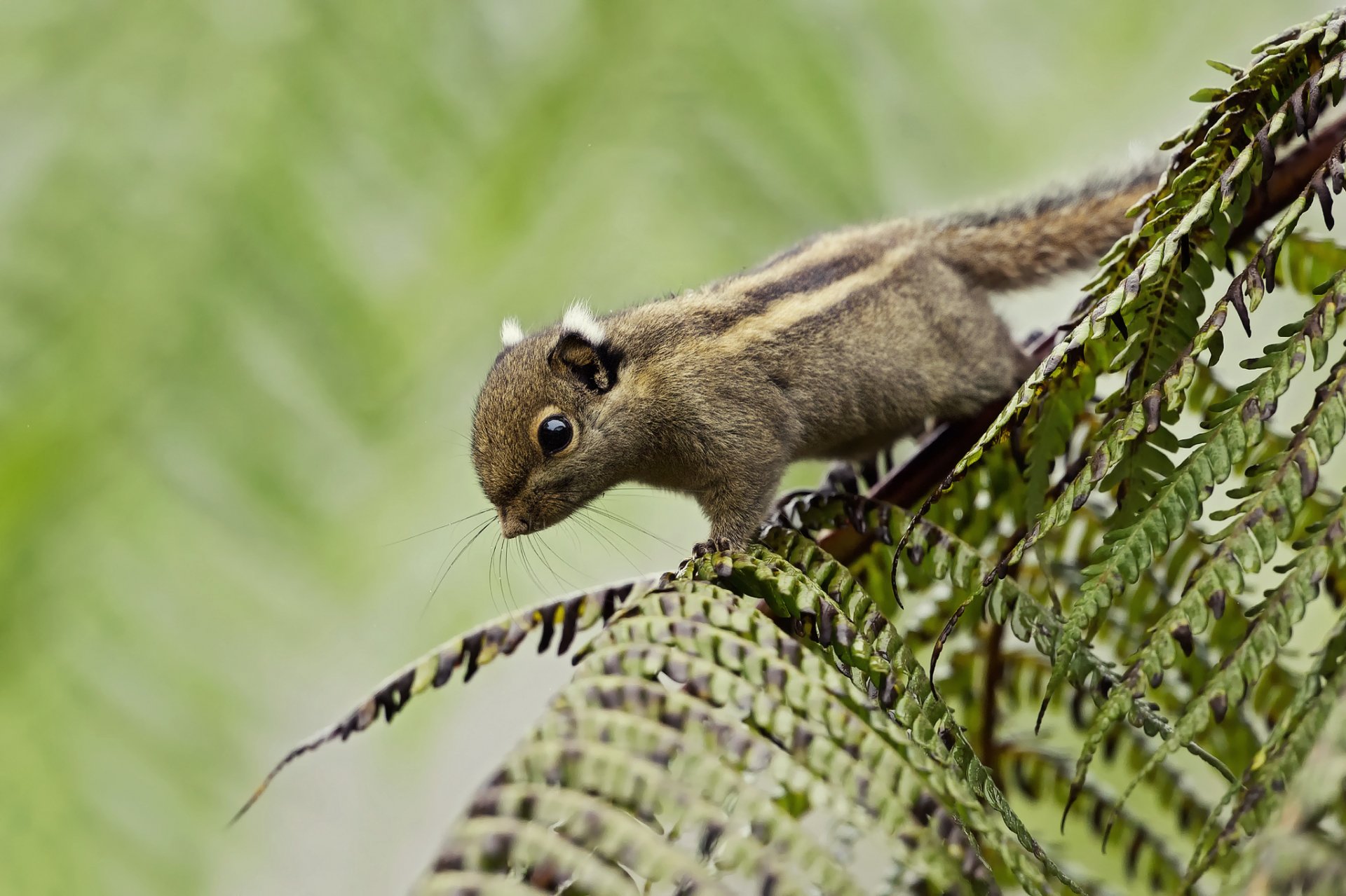 HD PC desktop wallpaper background: close-up of a small striped squirrel (animal) balancing on fern fronds against a soft green bokeh backdrop.