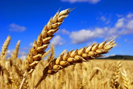 nature wheat HD Desktop Wallpaper | Background Image