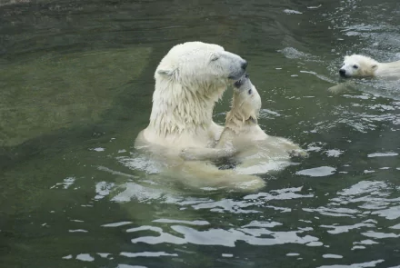 A polar bear swims in calm waters with her cub, showcasing a tender moment. This HD wallpaper captures the beauty of wildlife and the bond between mother and child.