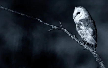 HD desktop wallpaper featuring a barn owl perched on a branch against a dark, blurred background, showcasing the detailed feathers of this nocturnal bird.