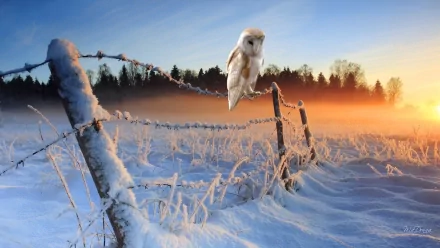 HD desktop wallpaper of a barn owl perched on a frosted wire fence in a snowy landscape at sunrise, with mist rising against a backdrop of trees.