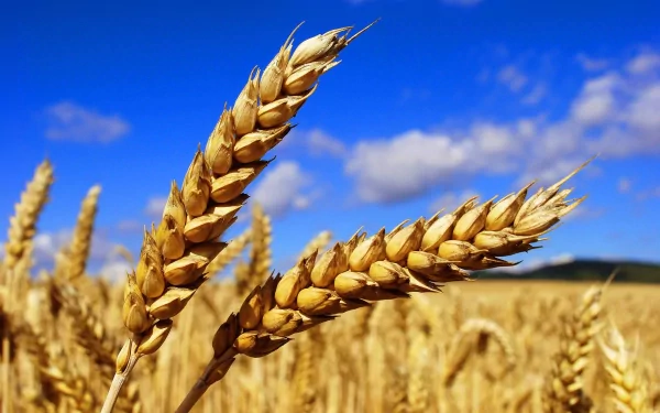 nature wheat HD Desktop Wallpaper | Background Image
