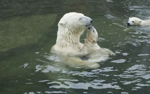 A polar bear swims in calm waters with her cub, showcasing a tender moment. This HD wallpaper captures the beauty of wildlife and the bond between mother and child.