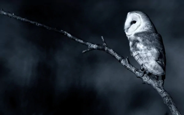 HD desktop wallpaper featuring a barn owl perched on a branch against a dark, blurred background, showcasing the detailed feathers of this nocturnal bird.