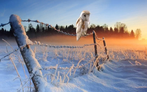 HD desktop wallpaper of a barn owl perched on a frosted wire fence in a snowy landscape at sunrise, with mist rising against a backdrop of trees.