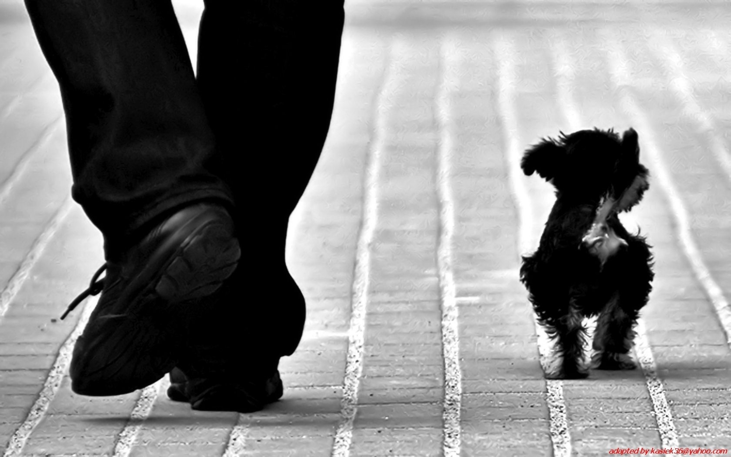 download-animal-cute-hd-wallpaper