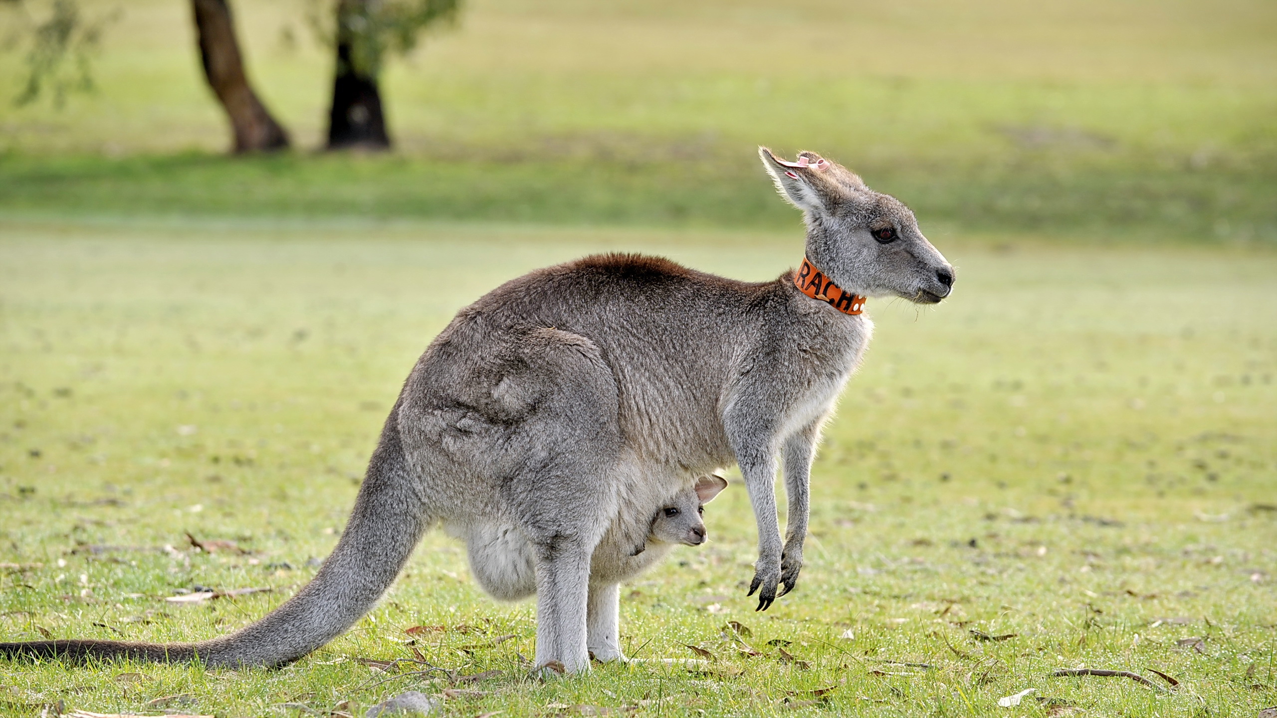 Kangaroo HD Wallpaper