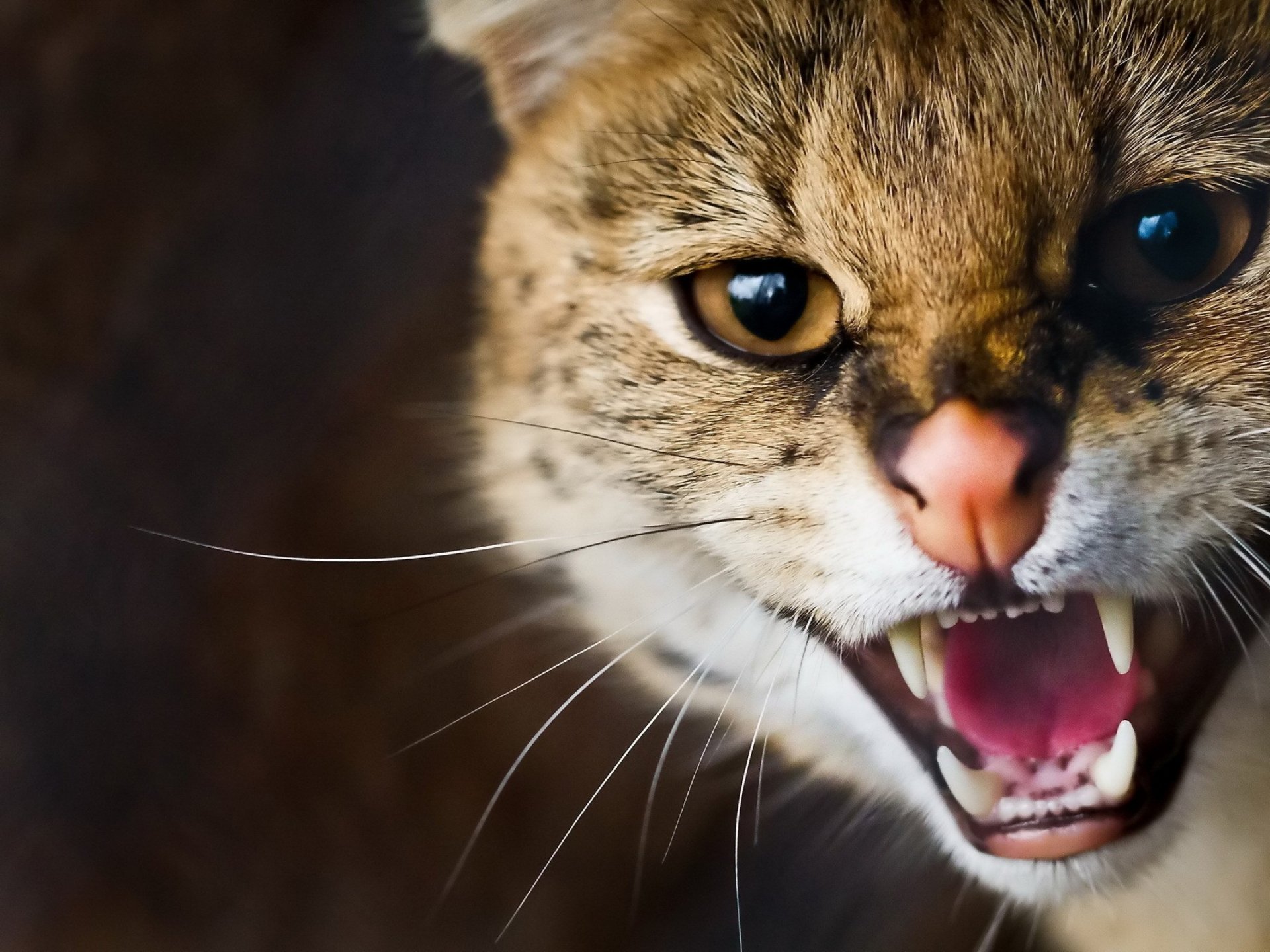 Download Animal Serval HD Wallpaper