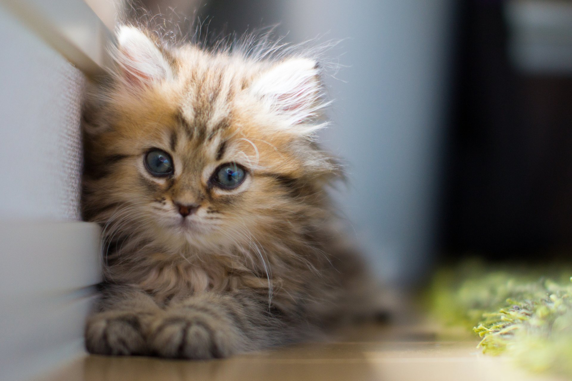 HD PC desktop wallpaper featuring a fluffy kitten with striking blue eyes resting indoors, showcasing the charm of a domestic cat in a detailed animal portrait.