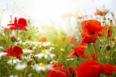 HD wallpaper of vibrant red poppies blooming in a sunlit field, surrounded by lush greenery and delicate white flowers.