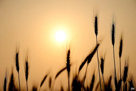 HD PC desktop wallpaper of wheat in nature: silhouetted stalks against a warm golden sunrise sky.