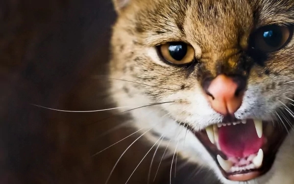 Animal serval HD Desktop Wallpaper | Background Image