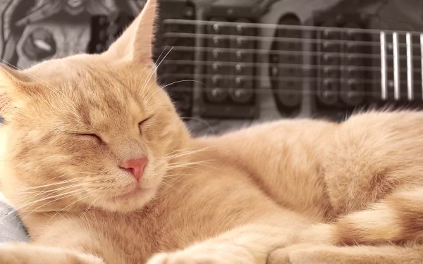 A cute orange cat sleeps peacefully on a bed, with a guitar softly visible in the background, creating a serene and cozy atmosphere in this 4K Ultra HD wallpaper.