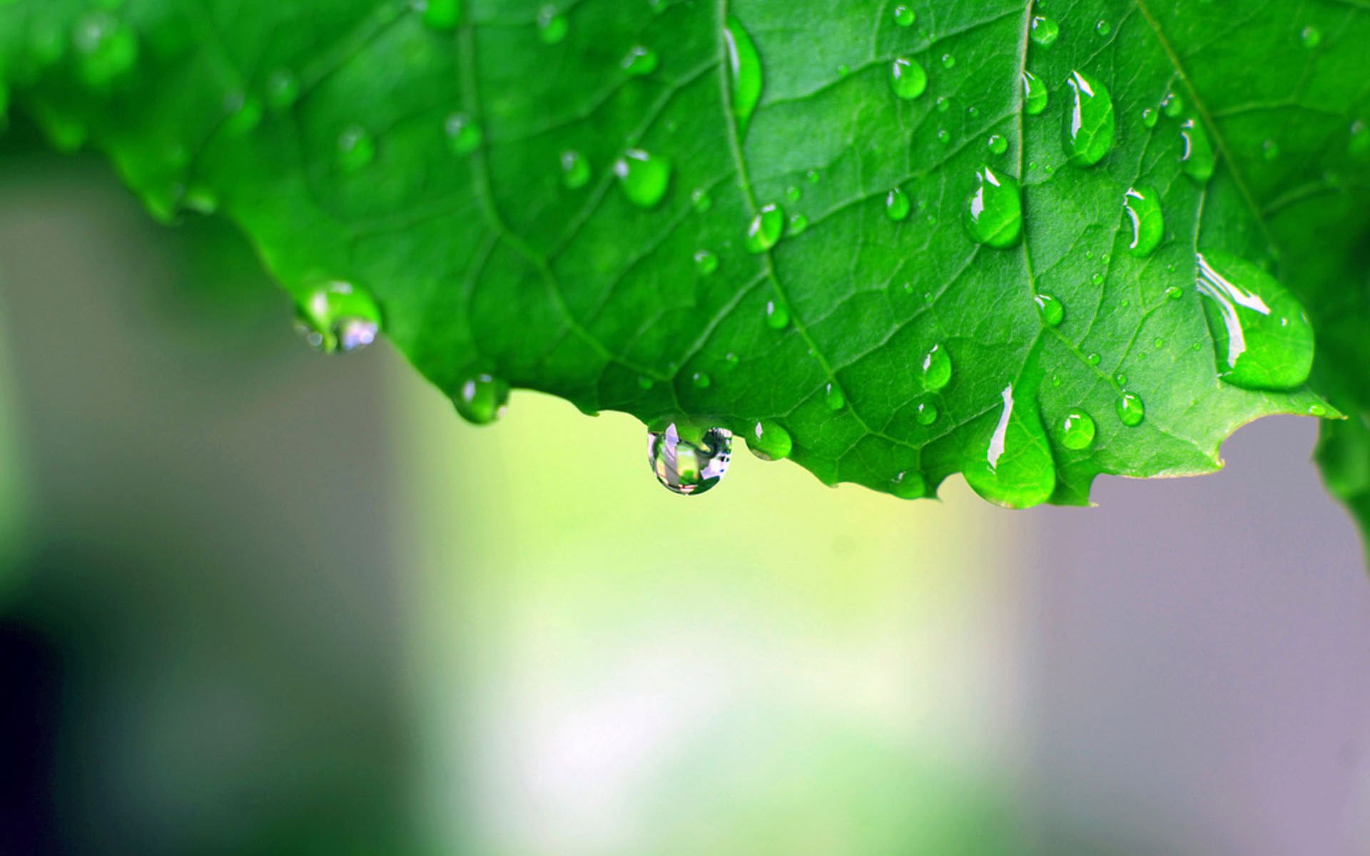 Nature Water Drop HD Wallpaper