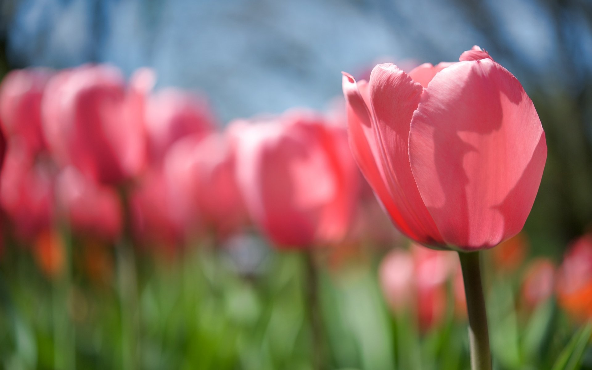 Download Pink Flower Flower Nature Tulip HD Wallpaper | 2560x1600 ...