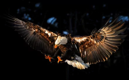 HD desktop wallpaper of a majestic bald eagle in flight, extending its claws with wings fully spread against a dark background.