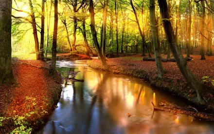 A serene autumn scene featuring a tranquil stream winding through a forest, surrounded by vibrant fall foliage. This HD wallpaper captures the essence of nature's beauty in fall.