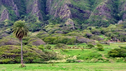  Tropical Ranch