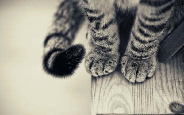 Animales Gato Gatos Paw Tabby Cat Fondo de pantalla HD | Fondo de Escritorio