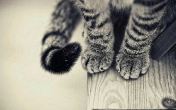 Close-up of a tabby cat's paws and tail on wooden surface. This HD desktop wallpaper captures the detail of the cat's fur patterns and textures.