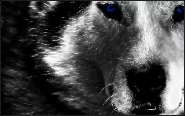 A striking grayscale fractal depiction of a wolf, featuring intense blue eyes, makes for a captivating HD desktop wallpaper and background.