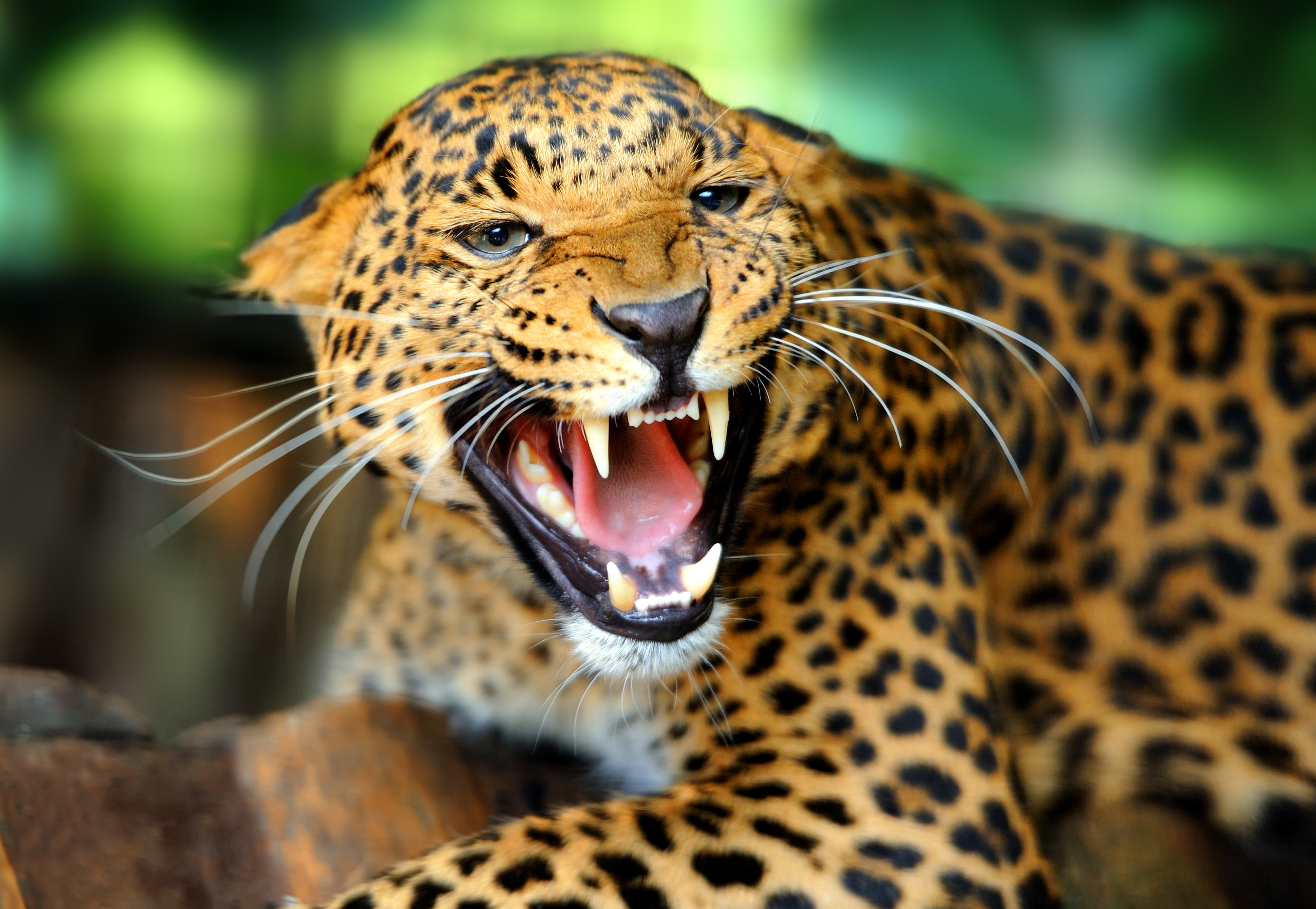 30+ 4K Jaguar Wallpapers | Background Images