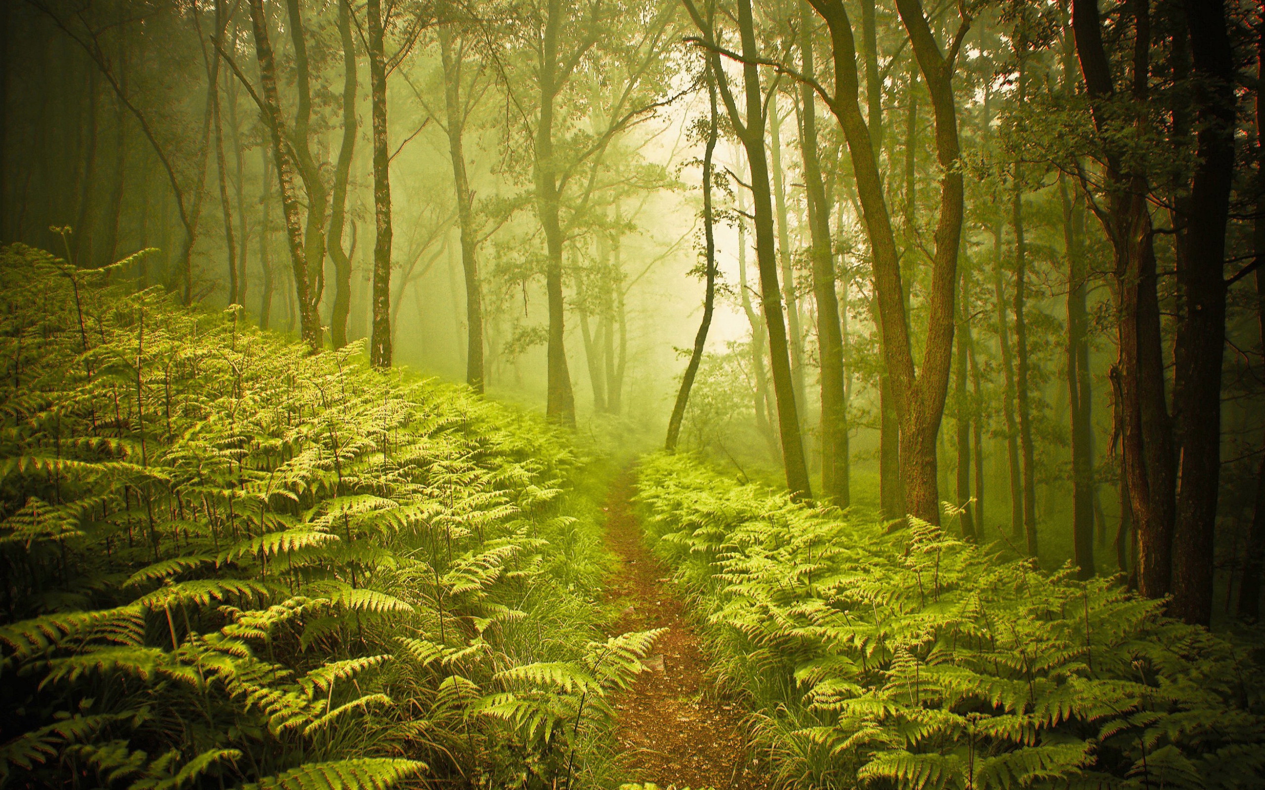 Wald Full HD Wallpaper and Hintergrund | 2560x1600 | ID:375765