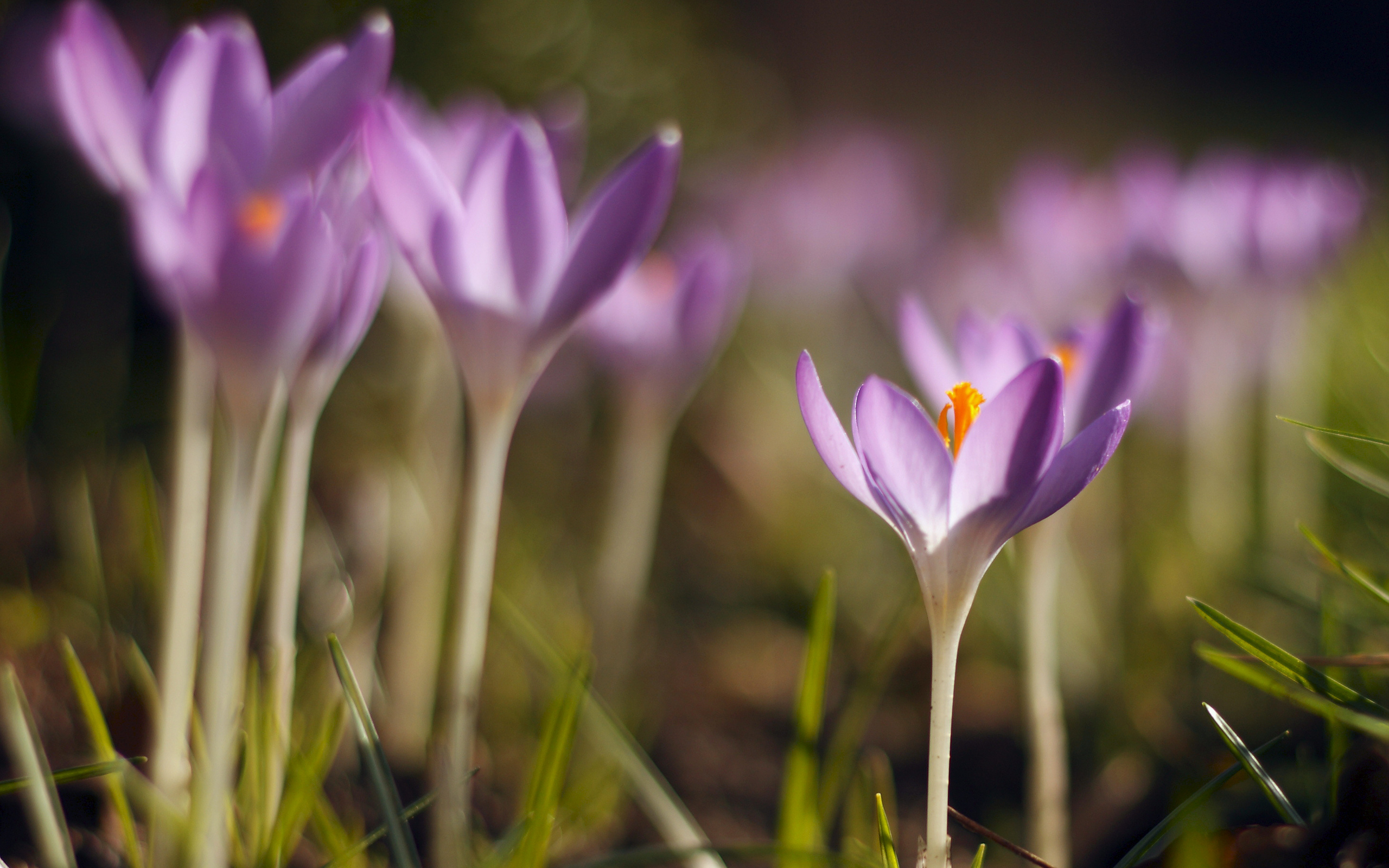 Download Purple Flower Flower Nature Crocus HD Wallpaper