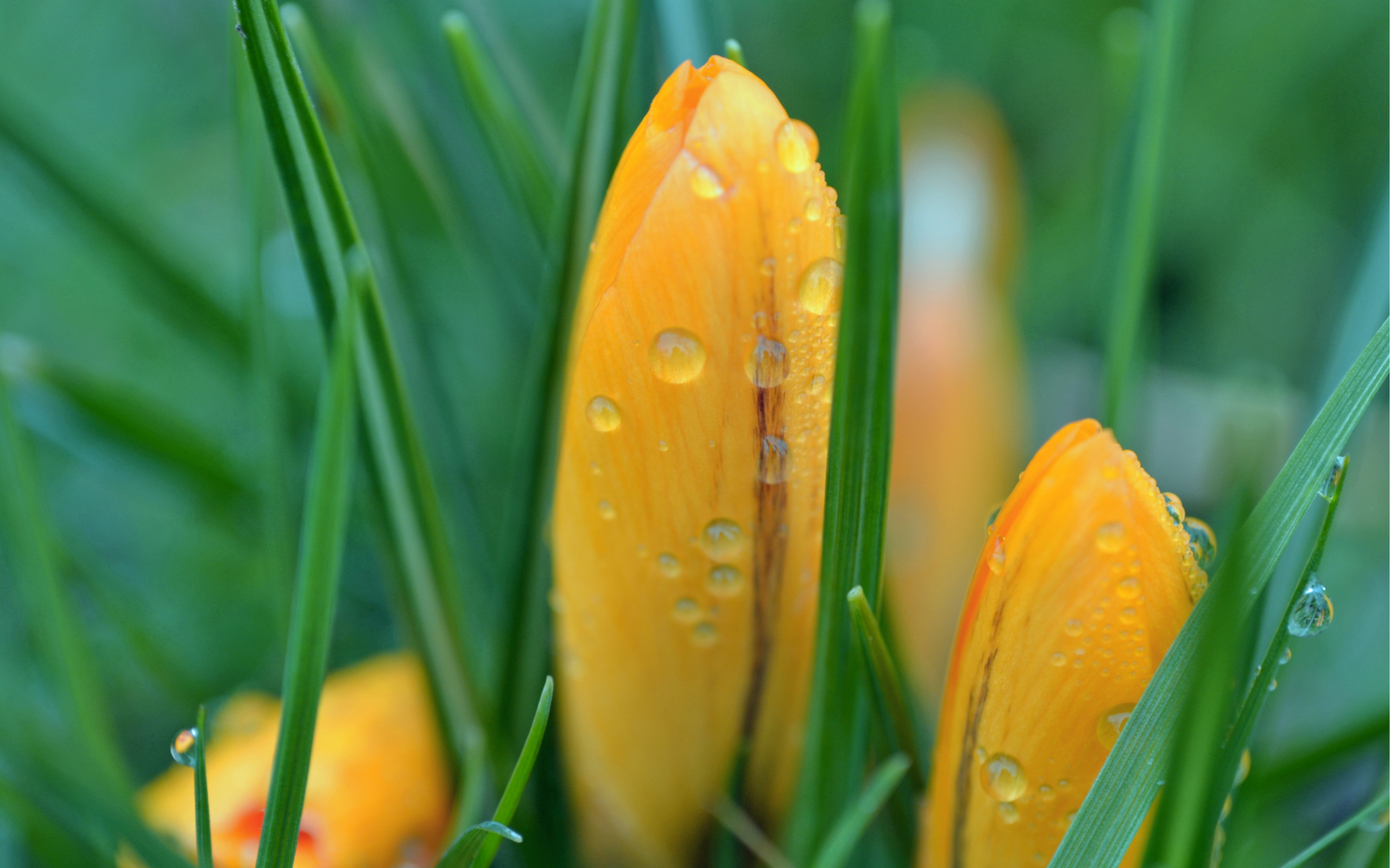 Download Water Drop Yellow Flower Flower Nature Crocus HD Wallpaper