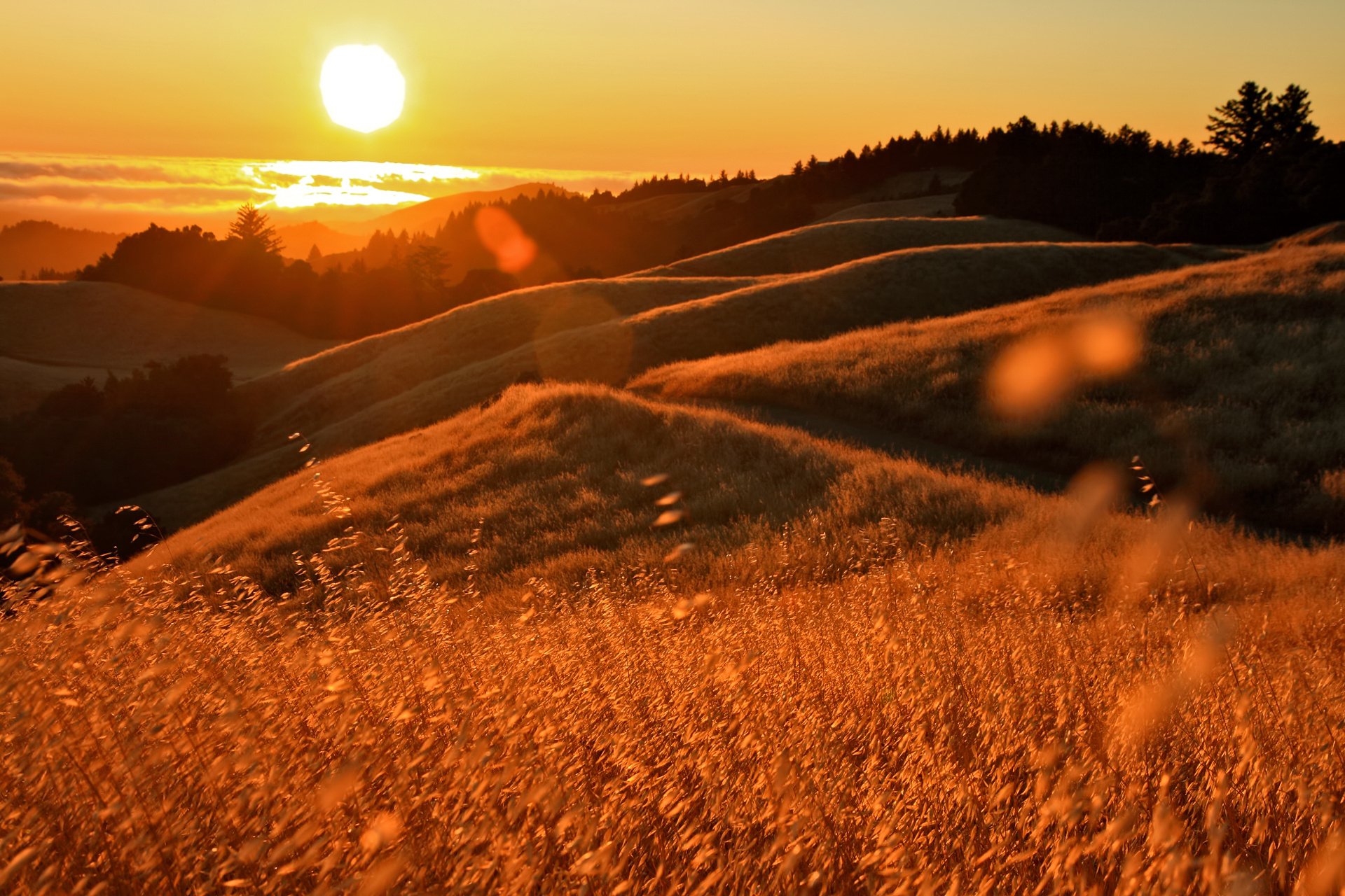 A stunning sunset over rolling hills, bathed in warm golden light, with tall grass swaying gently in the foreground. A beautiful nature-themed HD desktop wallpaper.