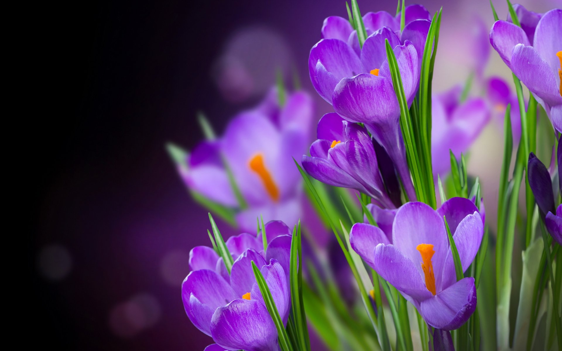 HD desktop wallpaper featuring vibrant purple crocus flowers with green leaves against a soft-focus natural background.