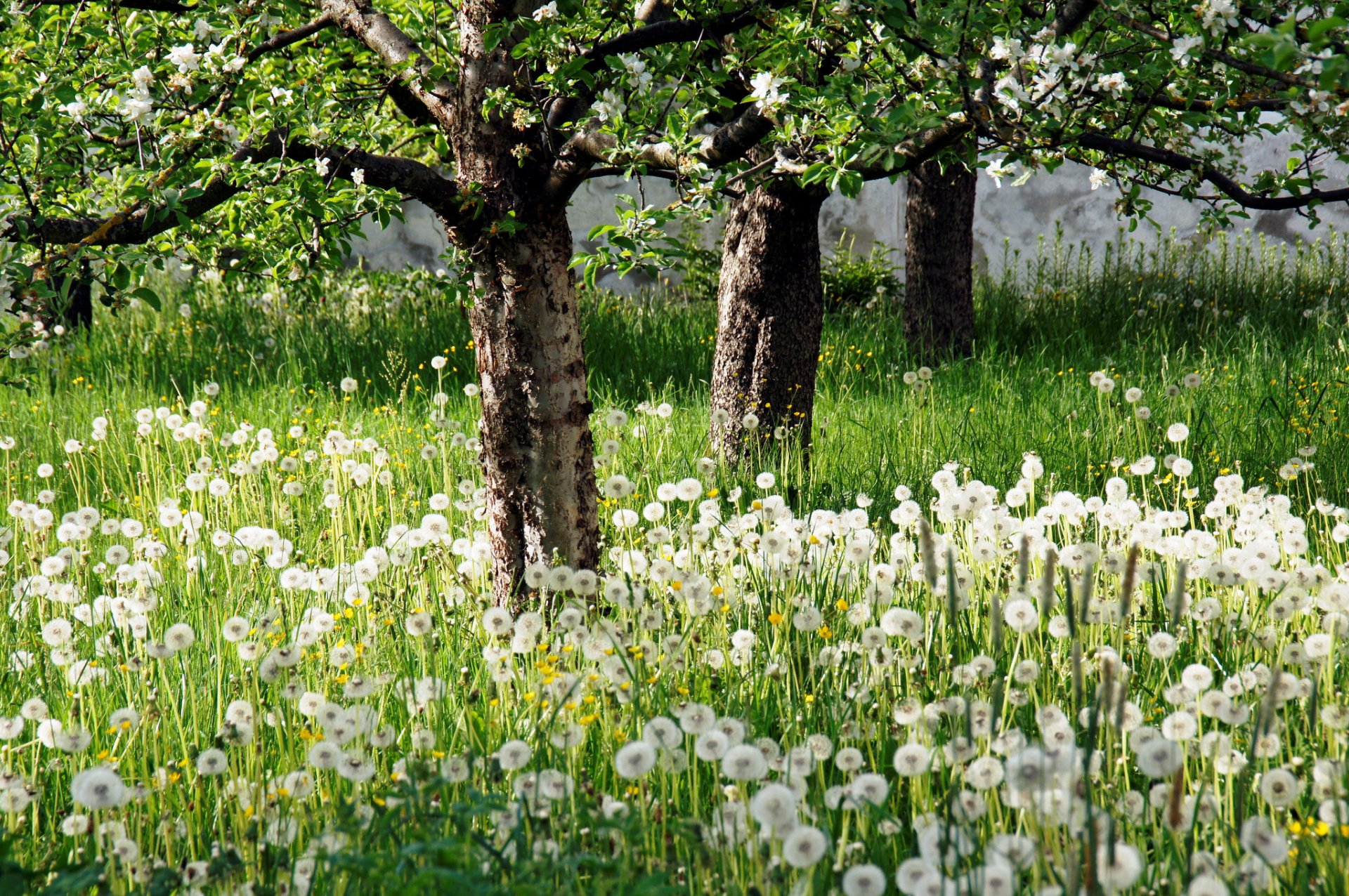 HD PC desktop wallpaper: sunlit meadow of white dandelion seedheads beneath leafy orchard trees, soft green grass and trunks framing a tranquil nature scene.