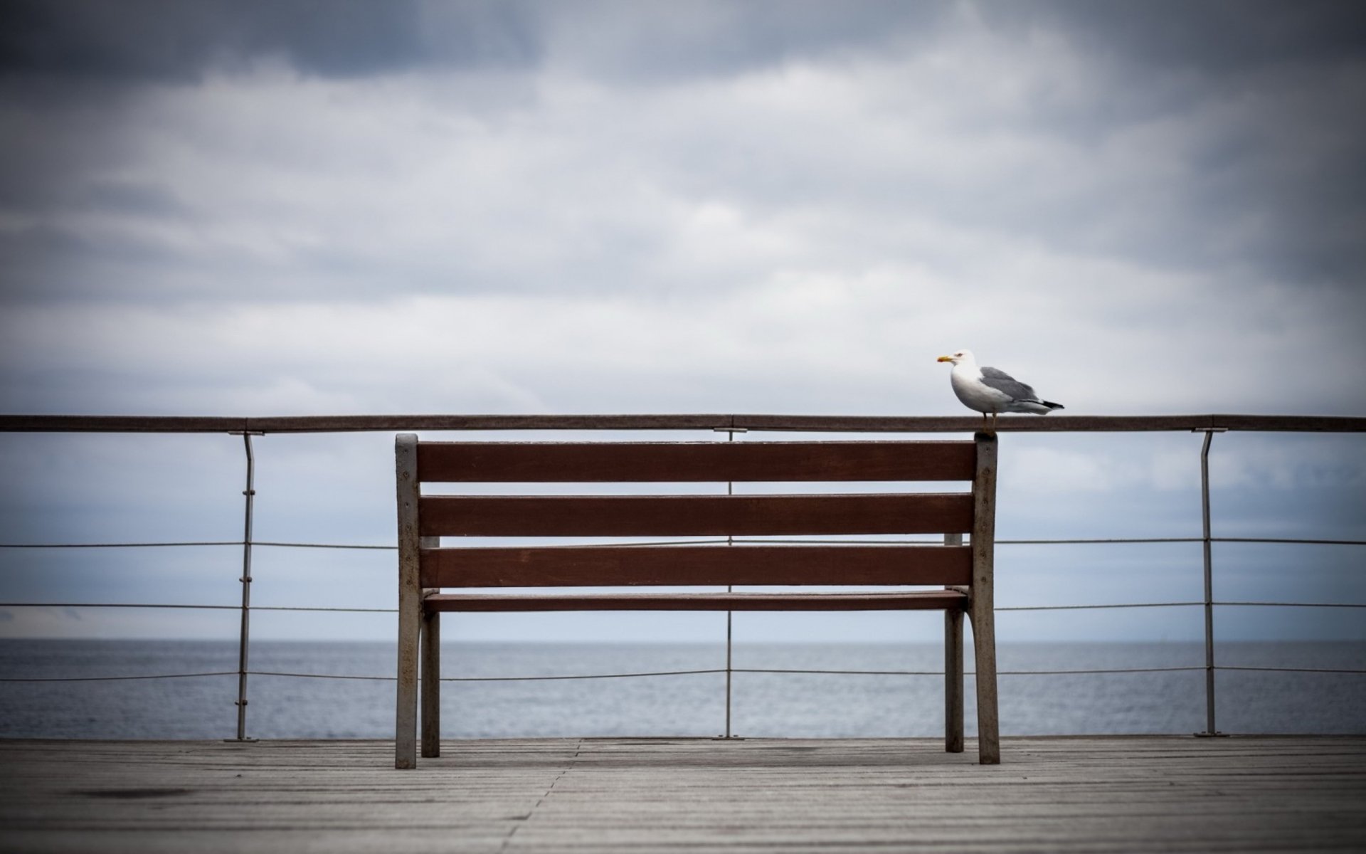 HD desktop wallpaper featuring a seagull perched on a wooden bench by the sea under a cloudy sky, capturing a calm coastal atmosphere.