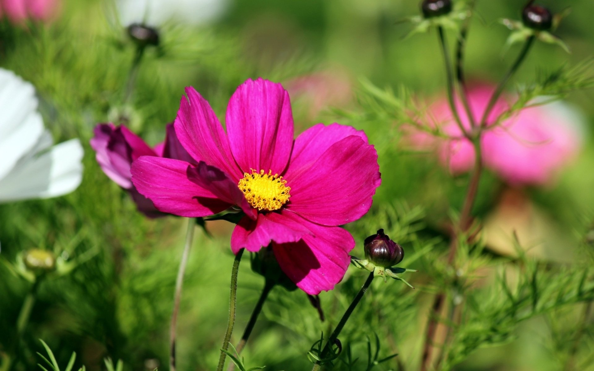 Vibrant magenta cosmos flower with yellow center amid green foliage and blurred pink blooms — 2K Quad HD PC desktop wallpaper background.