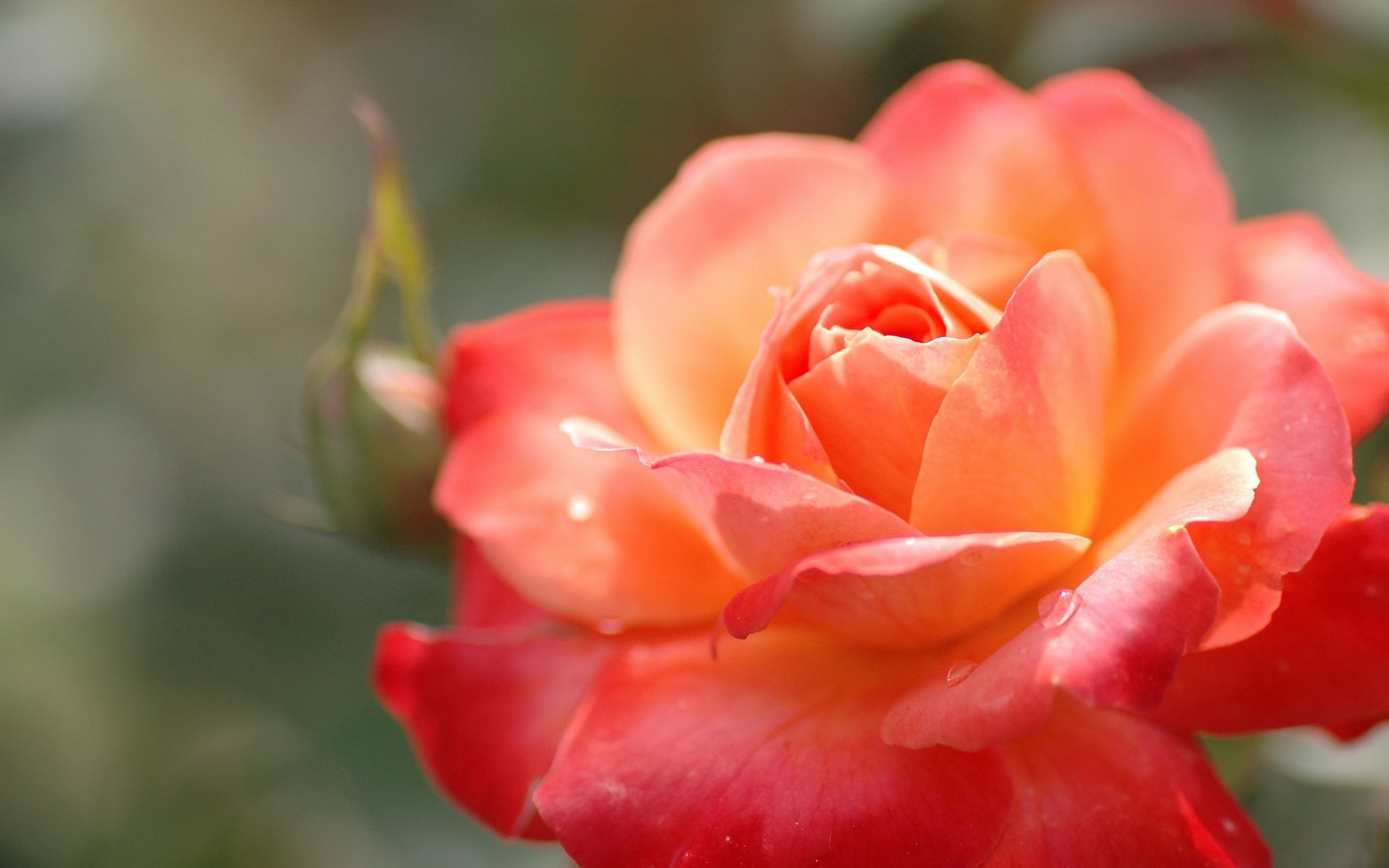 Close-up coral-pink rose with soft bokeh greenery — nature photo, 2K Quad HD PC desktop wallpaper and background.