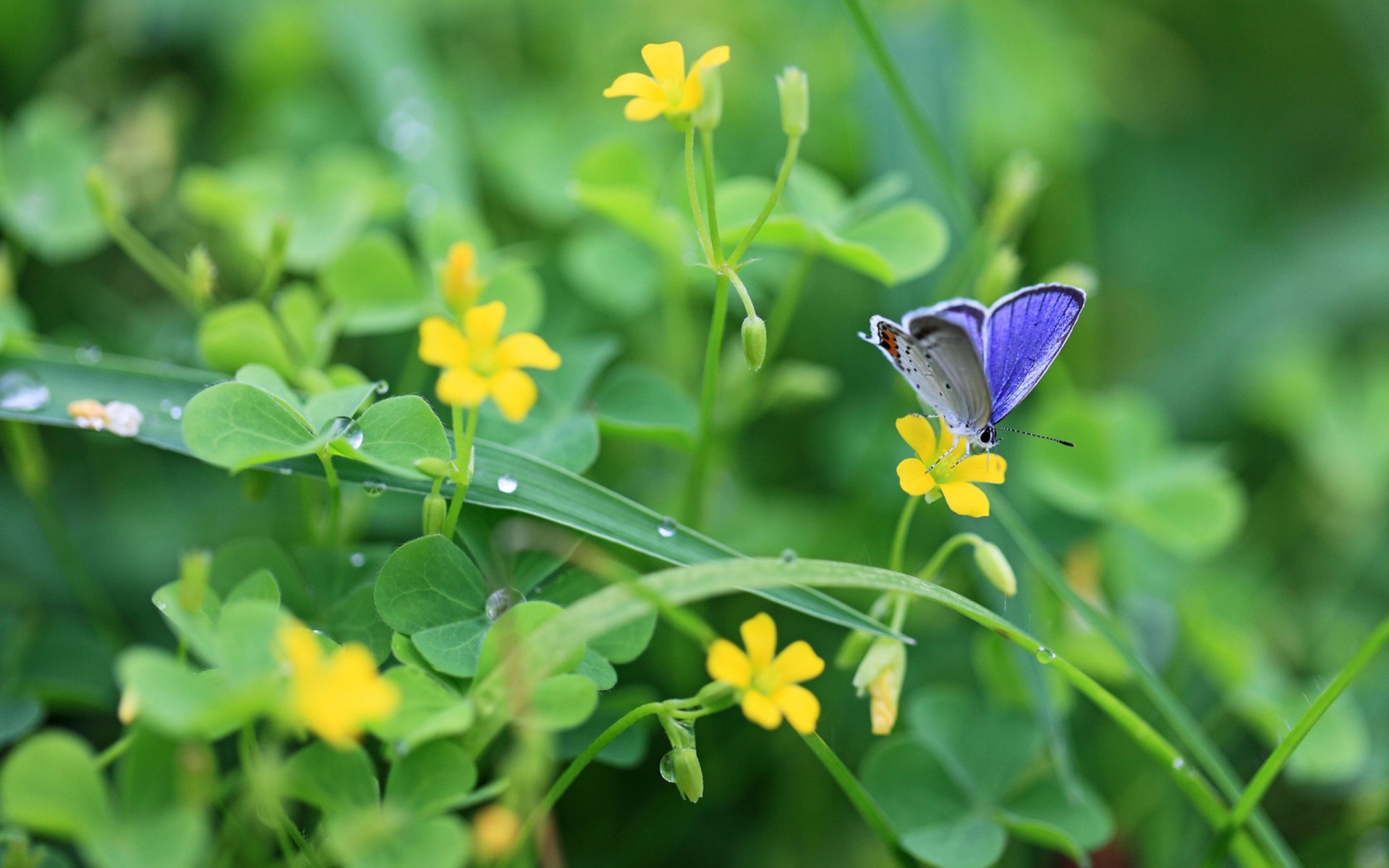 HD desktop wallpaper featuring a close-up of a vibrant blue butterfly perched on a yellow flower amid lush green foliage.