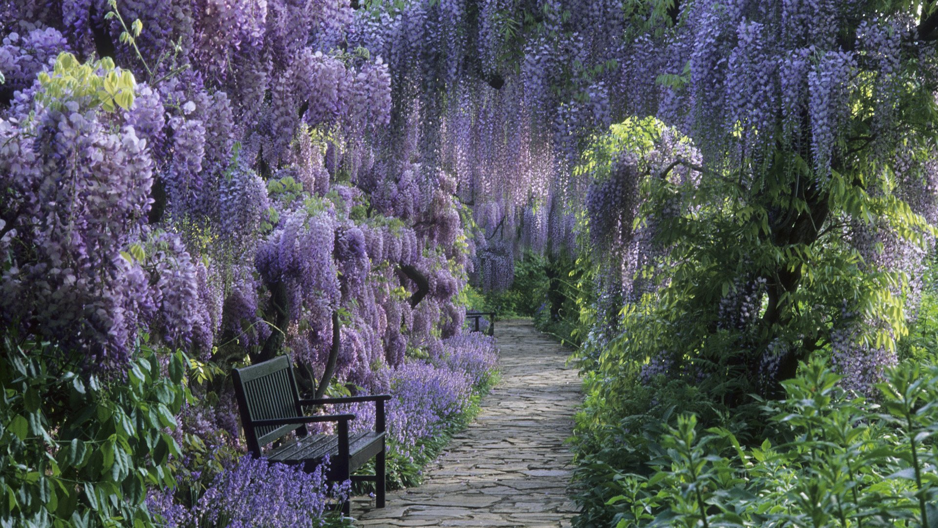 A serene path lined with vibrant purple wisteria flowers leads to a peaceful bench, capturing the beauty of spring in a tranquil park setting.