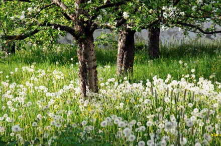 HD PC desktop wallpaper: sunlit meadow of white dandelion seedheads beneath leafy orchard trees, soft green grass and trunks framing a tranquil nature scene.