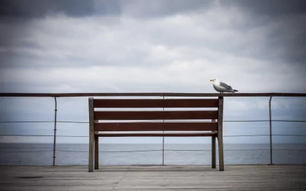 HD desktop wallpaper featuring a seagull perched on a wooden bench by the sea under a cloudy sky, capturing a calm coastal atmosphere.
